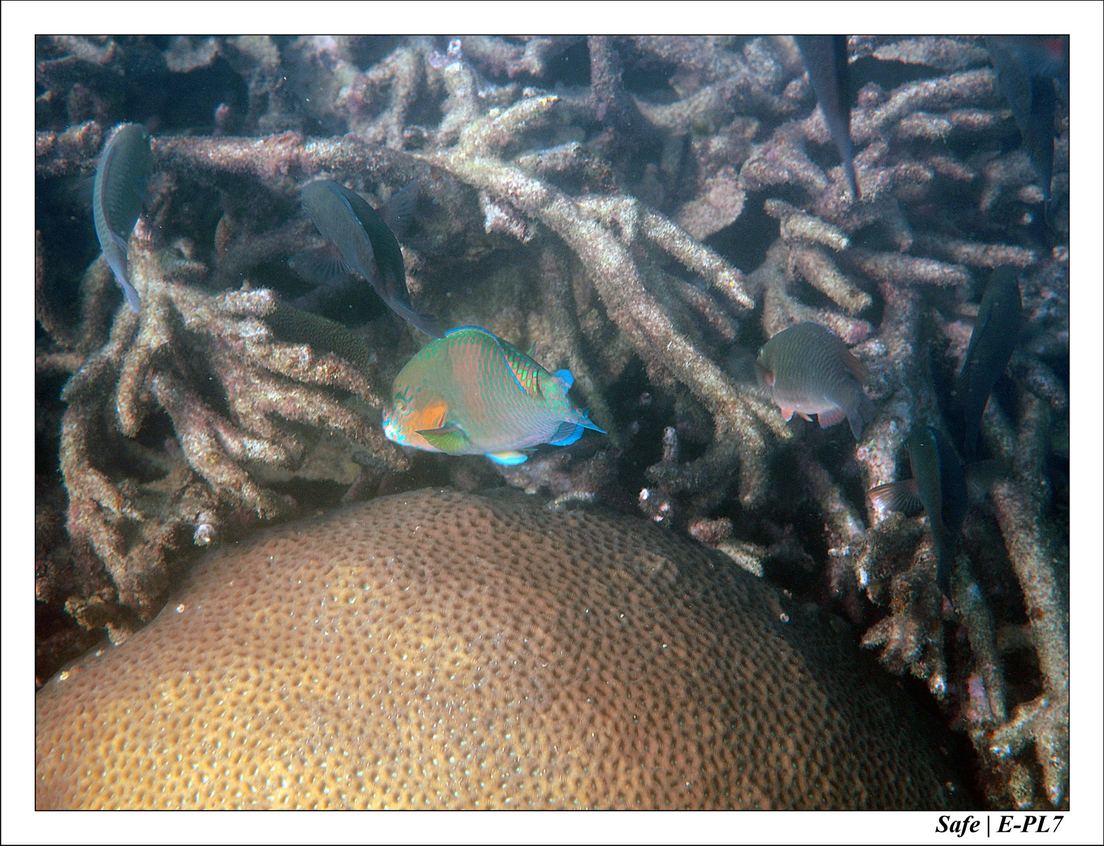 2018 - 08 - Pulau Tinggi - 05